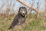 BEDLINGTON TERRIER 108